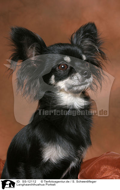Langhaarchihuahua Portrait / longhaired Chihuahua Portrait / SS-12112