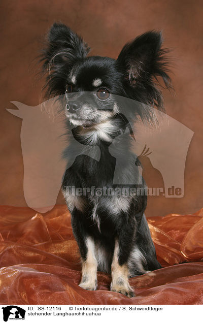 stehender Langhaarchihuahua / standing longhaired Chihuahua / SS-12116