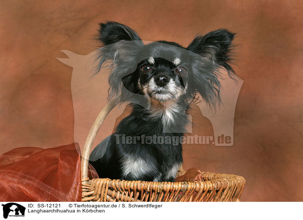 Langhaarchihuahua in Krbchen / longhaired Chihuahua in basket / SS-12121