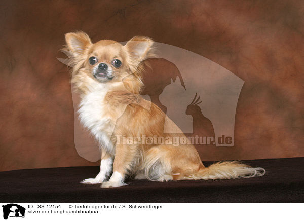 sitzender Langhaarchihuahua / sitting longhaired Chihuahua / SS-12154