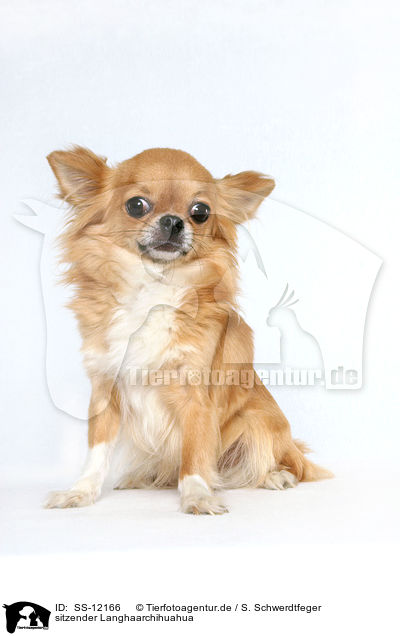 sitzender Langhaarchihuahua / sitting longhaired Chihuahua / SS-12166