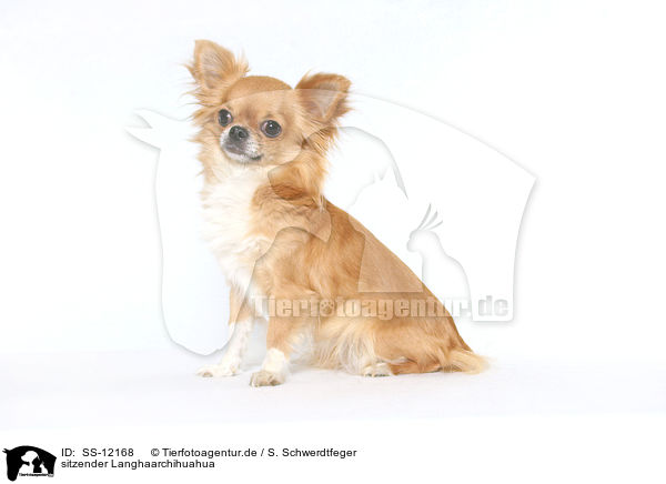 sitzender Langhaarchihuahua / sitting longhaired Chihuahua / SS-12168
