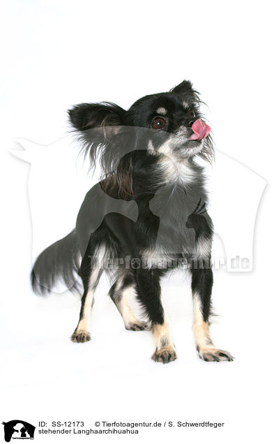 stehender Langhaarchihuahua / standing longhaired Chihuahua / SS-12173