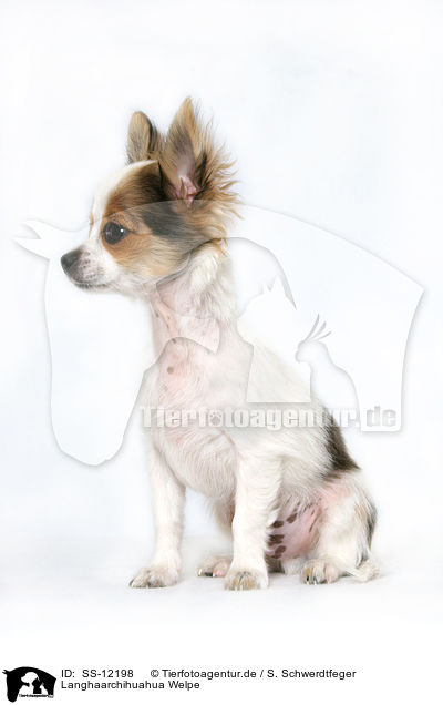Langhaarchihuahua Welpe / longhaired Chihuahua puppy / SS-12198