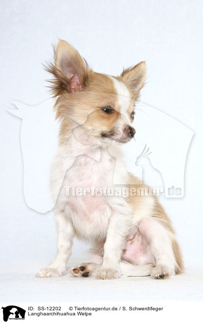 Langhaarchihuahua Welpe / longhaired Chihuahua puppy / SS-12202