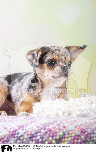 liegender Chin Chi Welpe / lying Chin Chi Puppy / MW-08856