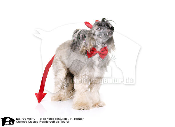 Chinese Crested Powderpuff als Teufel / RR-76549