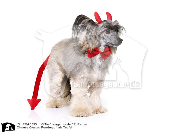Chinese Crested Powderpuff als Teufel / Chinese Crested Powderpuff as devil / RR-76553
