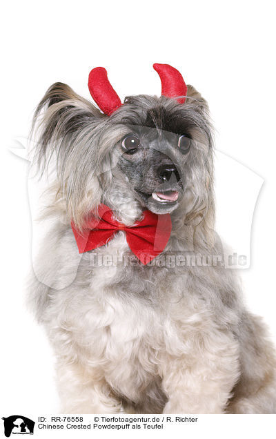 Chinese Crested Powderpuff als Teufel / Chinese Crested Powderpuff as devil / RR-76558