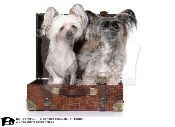 2 Chinesische Schopfhunde / 2 Chinese Crested Dogs / RR-76590