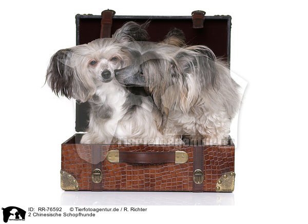 2 Chinesische Schopfhunde / 2 Chinese Crested Dogs / RR-76592