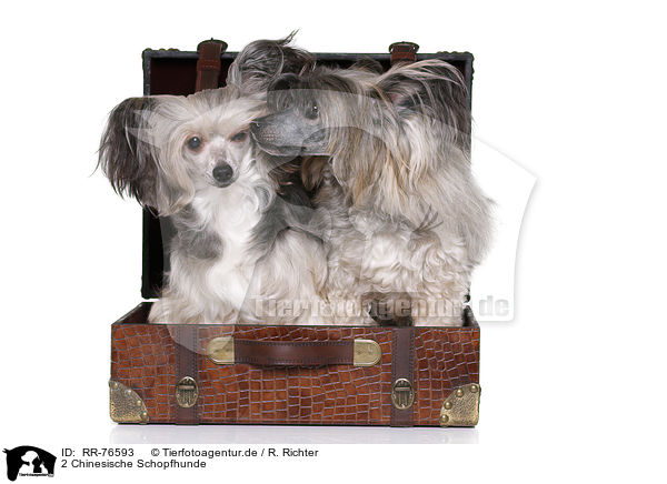 2 Chinesische Schopfhunde / 2 Chinese Crested Dogs / RR-76593