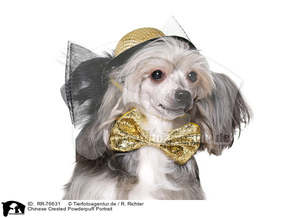 Chinese Crested Powderpuff Portrait / RR-76631