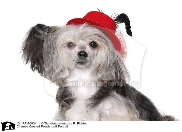 Chinese Crested Powderpuff Portrait / RR-76634