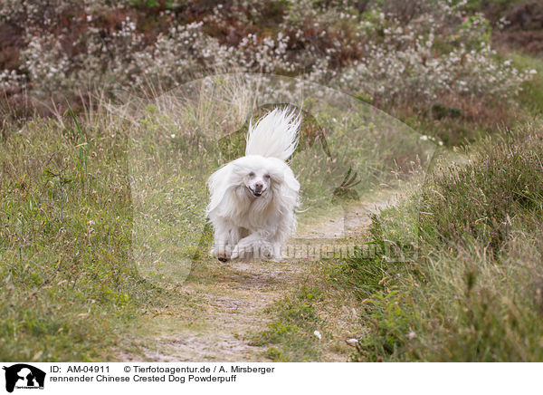 rennender Chinese Crested Dog Powderpuff / running Chinese Crested Dog Powderpuff / AM-04911