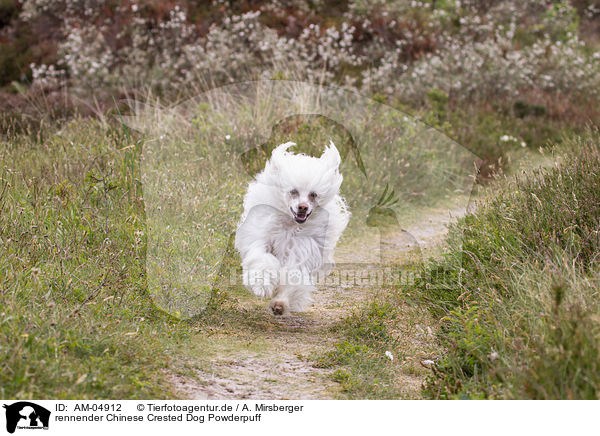 rennender Chinese Crested Dog Powderpuff / AM-04912