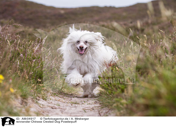 rennender Chinese Crested Dog Powderpuff / AM-04917