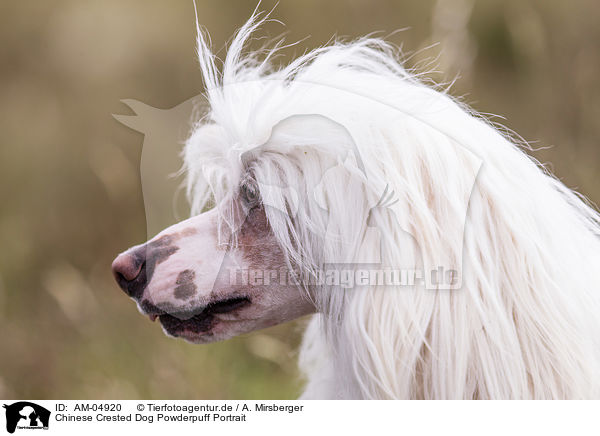 Chinese Crested Dog Powderpuff Portrait / AM-04920