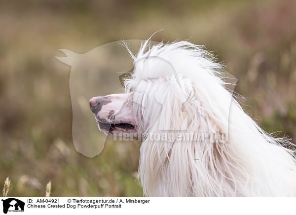 Chinese Crested Dog Powderpuff Portrait / AM-04921