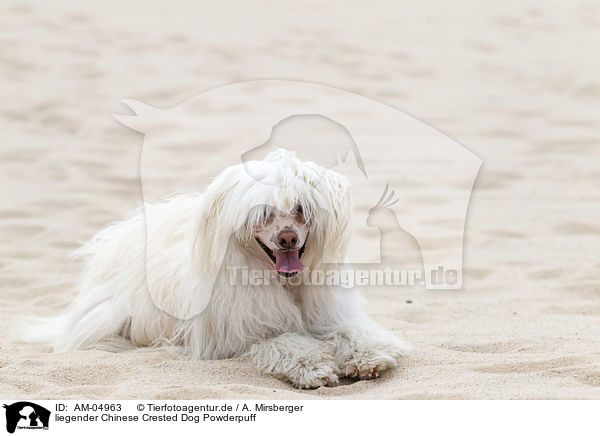 liegender Chinese Crested Dog Powderpuff / lying Chinese Crested Dog Powderpuff / AM-04963