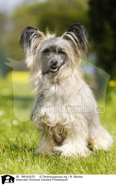 sitzender Chinese Crested Powderpuff / sitting Chinese Crested Powderpuff / RR-82470