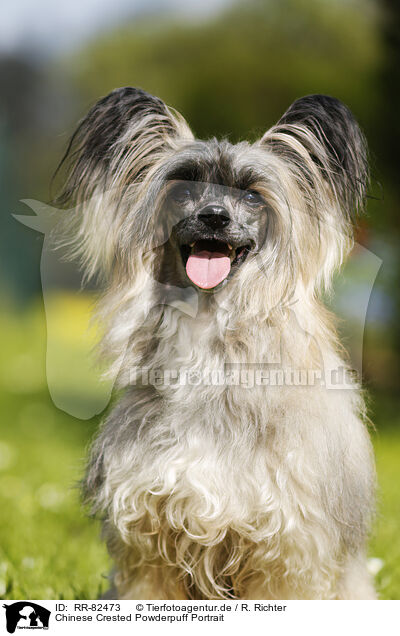 Chinese Crested Powderpuff Portrait / RR-82473