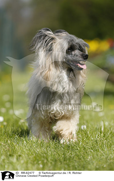 Chinese Crested Powderpuff / Chinese Crested Powderpuff / RR-82477