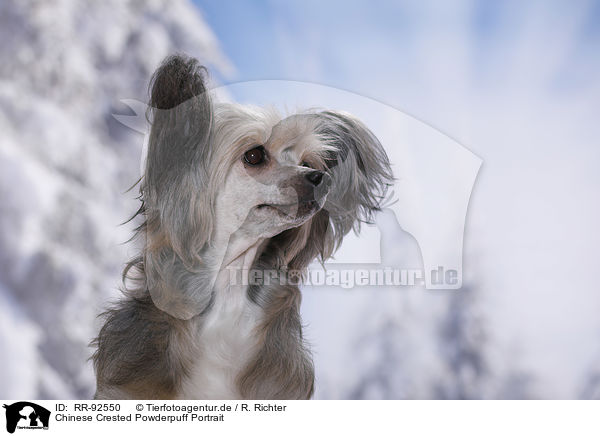 Chinese Crested Powderpuff Portrait / RR-92550