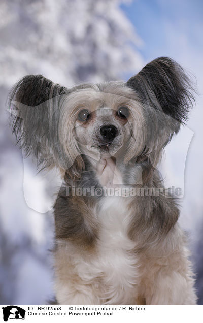 Chinese Crested Powderpuff Portrait / RR-92558