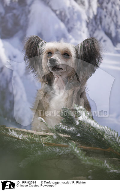 Chinese Crested Powderpuff / RR-92584