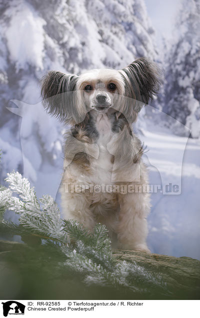 Chinese Crested Powderpuff / RR-92585