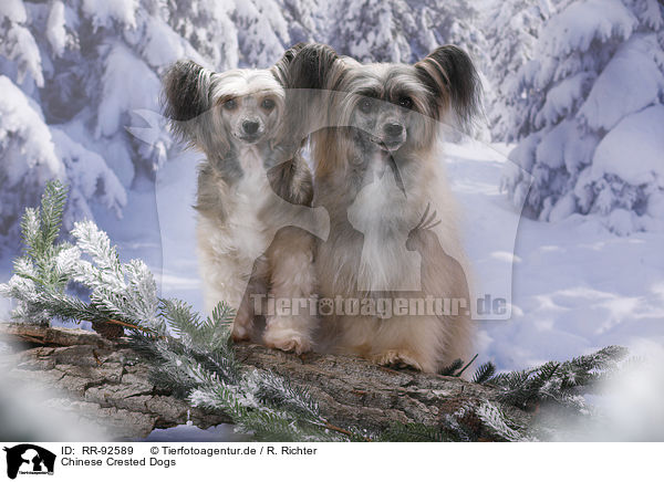 Chinese Crested Dogs / Chinese Crested Dogs / RR-92589