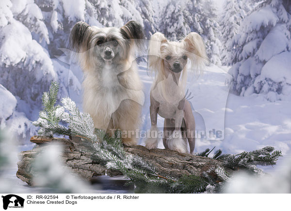 Chinese Crested Dogs / Chinese Crested Dogs / RR-92594