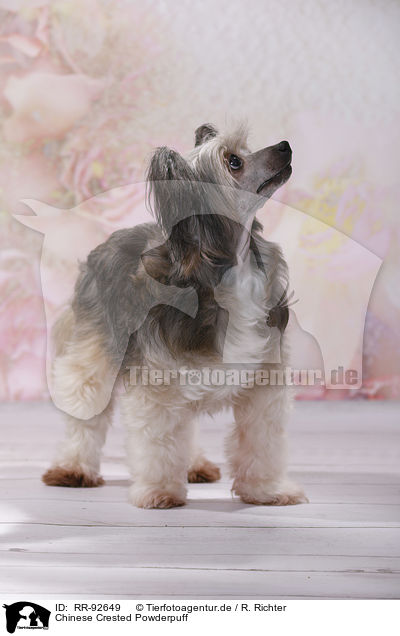 Chinese Crested Powderpuff / Chinese Crested Powderpuff / RR-92649