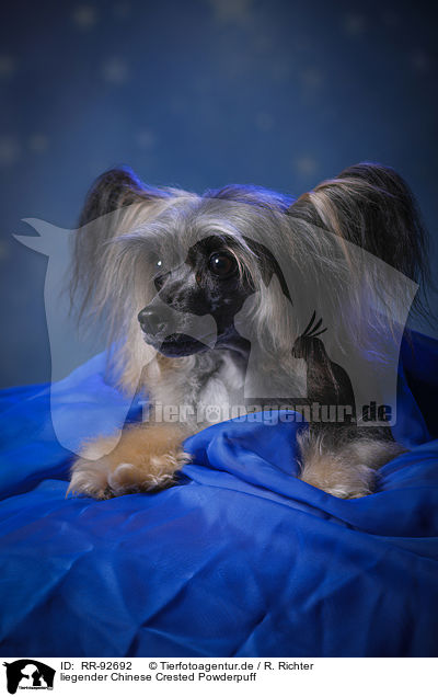 liegender Chinese Crested Powderpuff / lying Chinese Crested Powderpuff / RR-92692