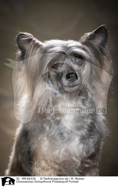 Chinesischer Schopfhund Powderpuff Portrait / Chinese Crested Powderpuff Portrait / RR-98338