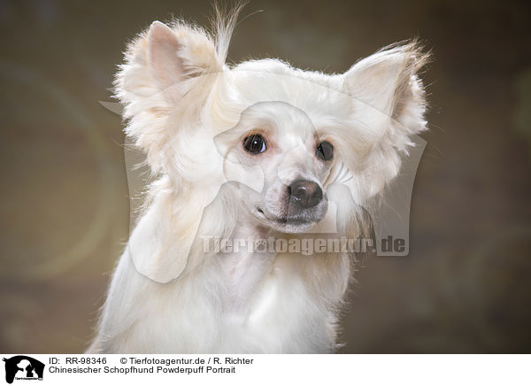 Chinesischer Schopfhund Powderpuff Portrait / Chinese Crested Powderpuff Portrait / RR-98346