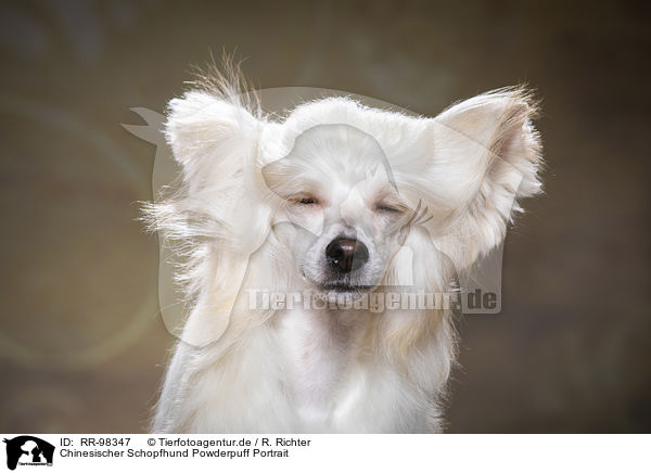 Chinesischer Schopfhund Powderpuff Portrait / RR-98347