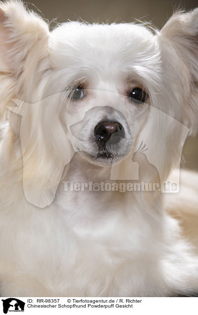 Chinesischer Schopfhund Powderpuff Gesicht / Chinese Crested Powderpuff face / RR-98357