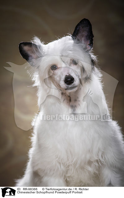 Chinesischer Schopfhund Powderpuff Portrait / Chinese Crested Powderpuff Portrait / RR-98366
