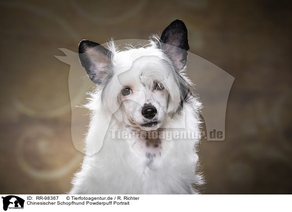 Chinesischer Schopfhund Powderpuff Portrait / Chinese Crested Powderpuff Portrait / RR-98367