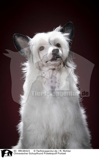 Chinesischer Schopfhund Powderpuff Portrait / Chinese Crested Powderpuff Portrait / RR-98423