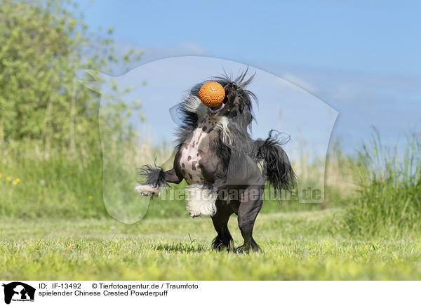 spielender Chinese Crested Powderpuff / playing Chinese Crested Powderpuff / IF-13492