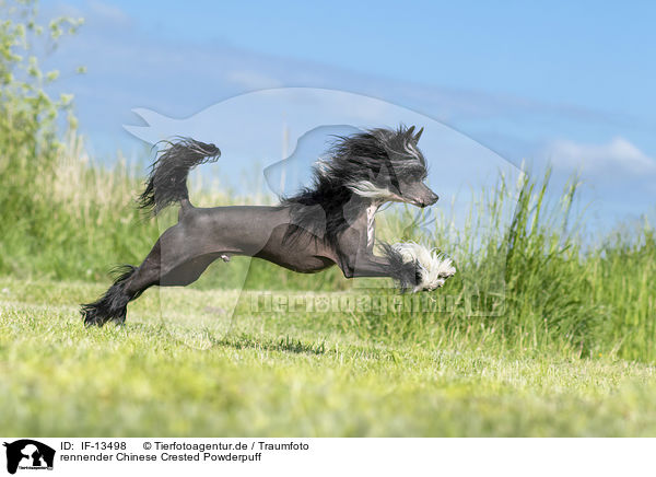 rennender Chinese Crested Powderpuff / IF-13498