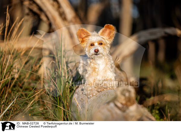 Chinese Crested Powderpuff / MAB-02728