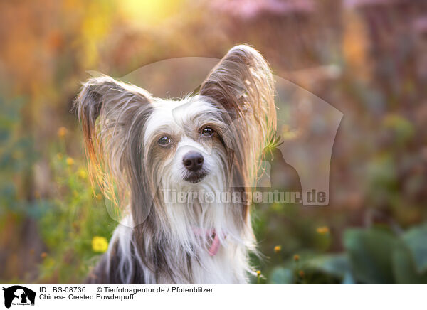 Chinese Crested Powderpuff / Chinese Crested Powderpuff / BS-08736