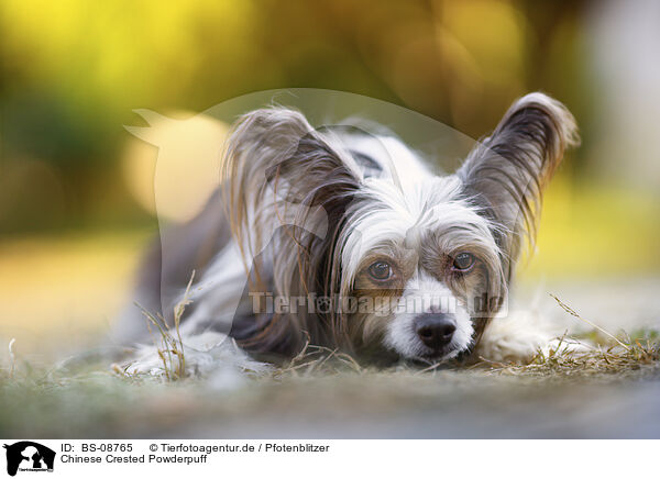 Chinese Crested Powderpuff / Chinese Crested Powderpuff / BS-08765