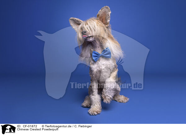 Chinese Crested Powderpuff / Chinese Crested Powderpuff / CF-01872