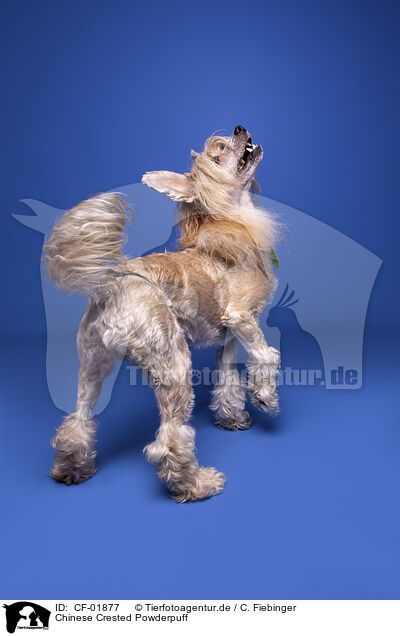 Chinese Crested Powderpuff / Chinese Crested Powderpuff / CF-01877