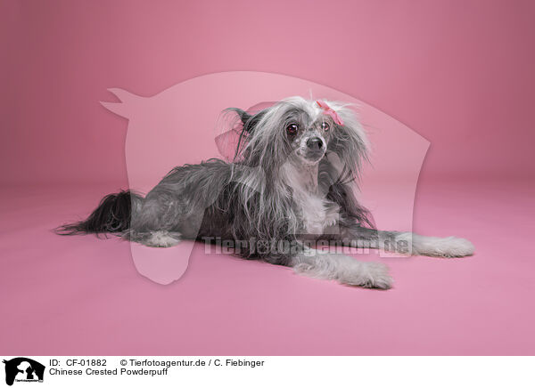 Chinese Crested Powderpuff / Chinese Crested Powderpuff / CF-01882